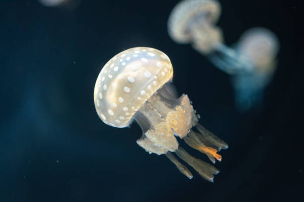 a white small jellyfish swimming under the ocean. - moon jellyfish jellyfish sea sea life imagens e fotografias de stock