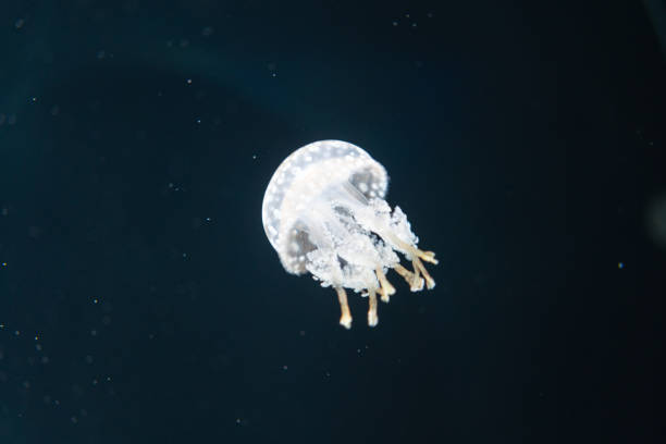 istock A white small jellyfish swimming under the ocean. 1924923212