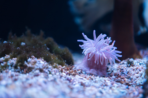 A tidy sea anemone or ocean flower is growth on the sea floor. Underwater life in nature photo, close-up and selective focus.