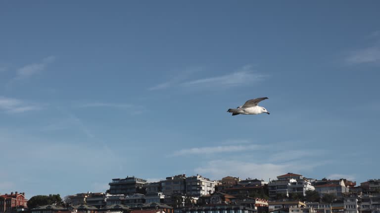 SLO MO Seagull Gracefully Flying in Mid-Air Against Clear Sky