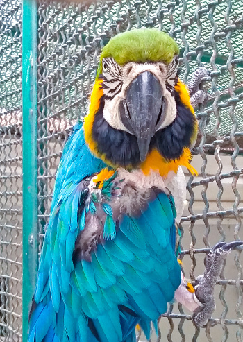 Macaw - A blue-and-yellow macaw parrot with its bright feathers and expressive eyes in a zoo cage long-tailed and colorful companion parrots ara, guacamaya, guacamayo, arara, image photo.