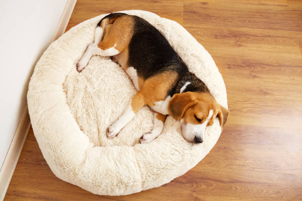 istock Cute dog beagle sleeps on a soft pillow, a dog bed. 1924944759