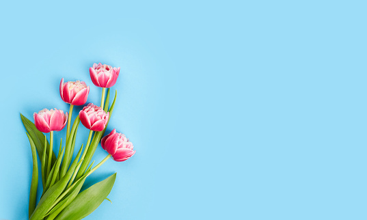 Bouquet of pink tulips on a blue background. Greeting card with copy space. Top view.