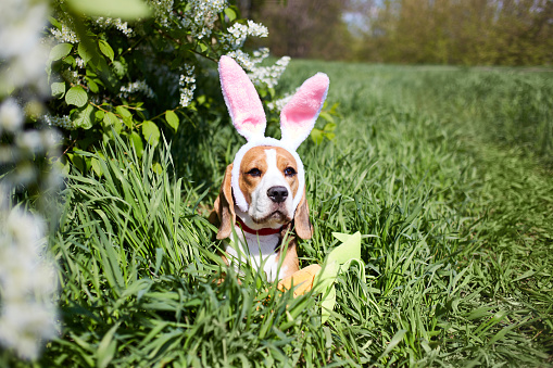 An Easter card with a pet. A funny beagle with bunny ears sits on the green grass next to a flowering bird cherry bush.