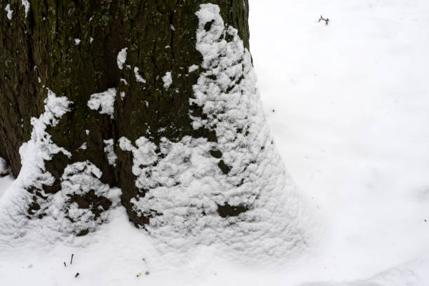 istock tree trunk covered by the snow in a public garden 1924950575