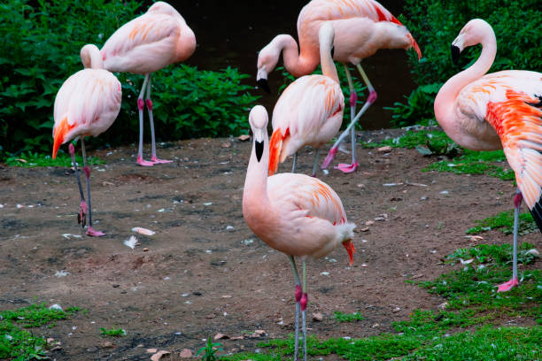istock beautiful pink flamingos on nature 1924959134