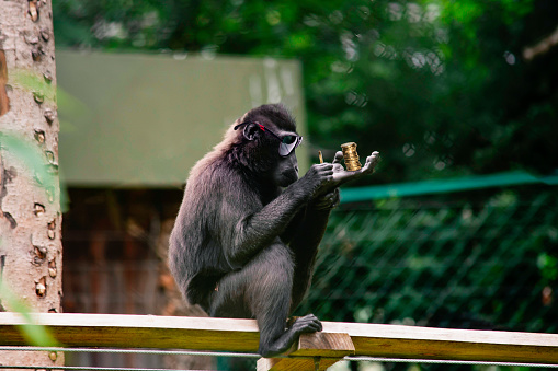 funny monkey holds money in his paw and counts