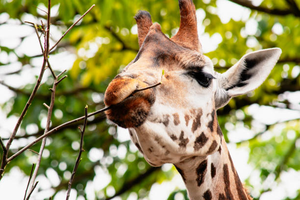 istock funny head of a giraffe in nature eating 1924959653