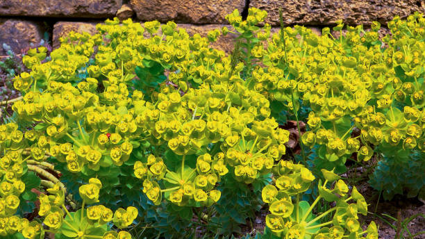 Yellow-green flowers of ornamental garden Euphorbia Yellow-green flowers of ornamental garden Euphorbia cypress spurge stock pictures, royalty-free photos & images