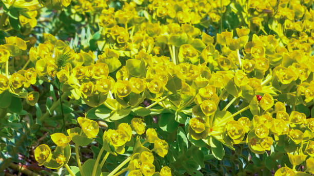 Yellow-green flowers of ornamental garden Euphorbia Yellow-green flowers of ornamental garden Euphorbia cypress spurge stock pictures, royalty-free photos & images
