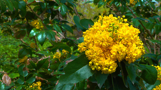 Mahonia aquifolium (Oregon-grape or Oregon grape) is a species of flowering plant