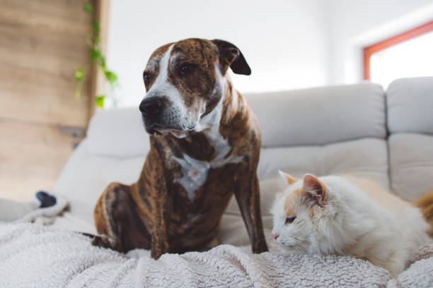 istock cat and dog on the sofa 1924973199