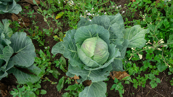 Top view of a green cabbage plant with water drops in the middle of a planted field