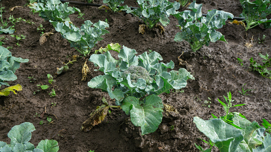 Close-up view of a green broccoli plant seen from the front in the middle of a planted field