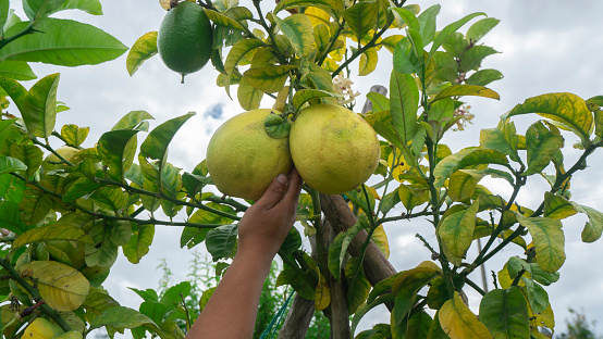 Man's hand harvesting a lemon hanging from the plant surrounded by green leaves in the middle of a lemon plantation with daylight