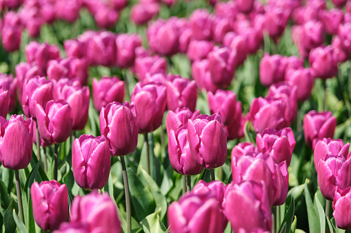 Pink tulips with green leaves on a field in the Netherlands in springtime. Background image with selective focus.