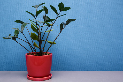 Interior design. A decorative Zamioculcas zamiifolia flower in a red pot stands on a gray table against a blue wall background. The interior of the office is in a minimalist style.