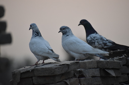 Domestic pigeons are resting in evening on the roof.