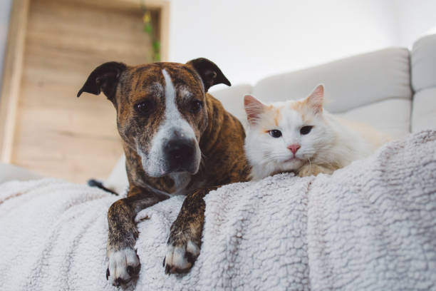 istock cat and dog on the sofa 1924987476