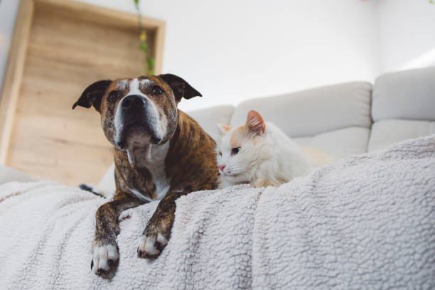 istock cat and dog on the sofa 1924987480