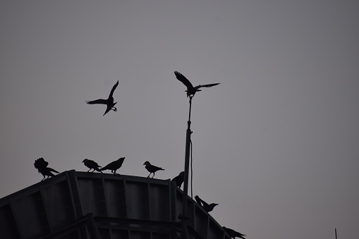 A family of Asian crows gathered on a satellite dish.