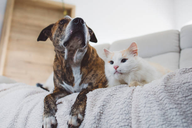 istock cat and dog on the sofa 1924991227