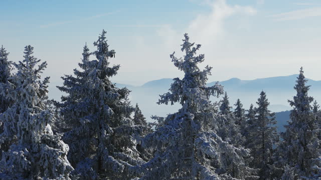 AERIAL Drone Shot of Snow Covered Coniferous Treetops with Beautiful Mountains Backdrop in Rogla, Slovenia