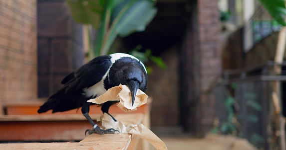 Intelligent magpie pulls paper from trash, carries beak, highlighting pollution issue. Magpie demonstrates environmental concern. Magpie scene reflects urgent need for pollution awareness