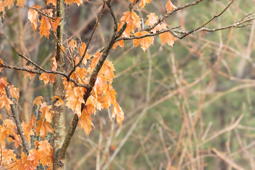 Orange leaves cling to a branch in winter.