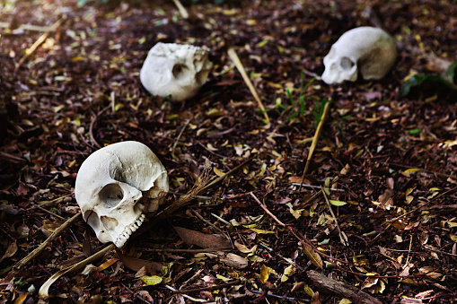 Human skulls lie on a sunlit forest floor