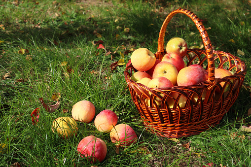 Basket with red apples in autumn. Red apples dropped out of the basket. Organic Apples in the Basket. Orchard. Garden