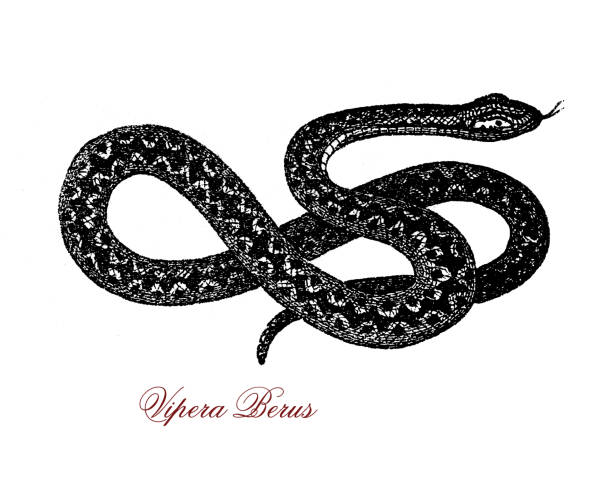 illustrations, cliparts, dessins animés et icônes de portrait vintage de vipera berus, serpent venimeux largement répandu de l’asie de l’est à l’europe occidentale ; il n’est pas très agressif et mord lorsqu’il est dérangé.  la morsure peut être très douloureuse mais rarement mortelle. - european adder illustrations