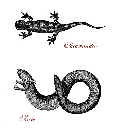 Vintage engraving of siren, aquatic salamander similar to eel and partially herbivorous, and spotted salamander, lizard-like amphibian normally black with yellow-orange spots.