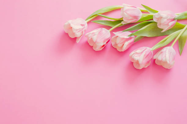 istock pink tulips on pink paper background 1924998779