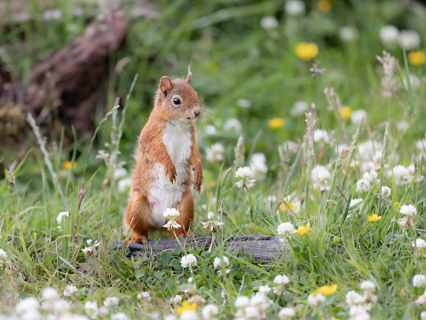 Red Squirrel standing in meadow