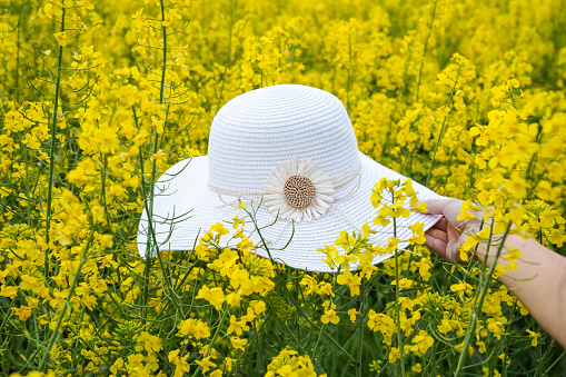 a human hand holding a sun hat in the middle of a field of yellow flowers in spring