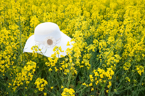 a sun hat in the middle of a field of yellow flowers in springtime