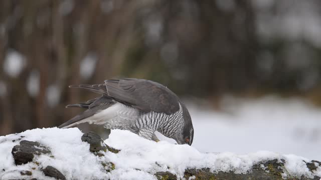Northern Goshawk eating its prey in the snowy forest