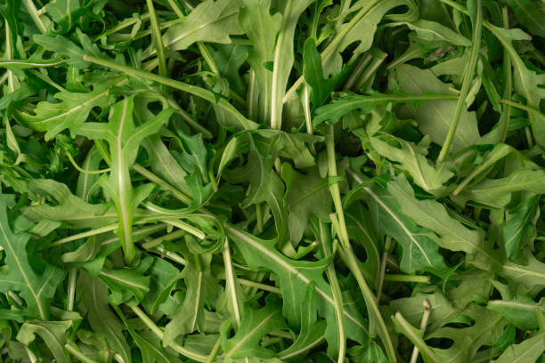 istock Fresh leaves of arugula as a background. 1925046211