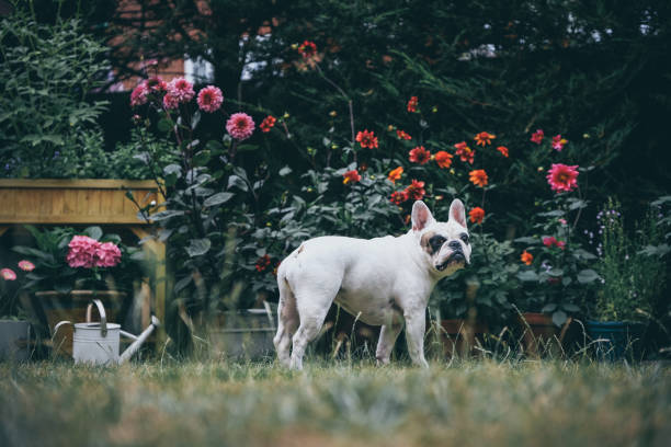 Frenchie dog playing in the garden stock photo
