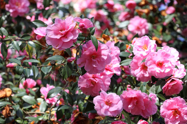 istock Pink semi double Camellia Donation in flower 1925051997