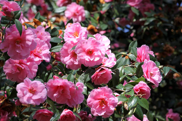 istock Pink semi double Camellia Donation in flower 1925052513