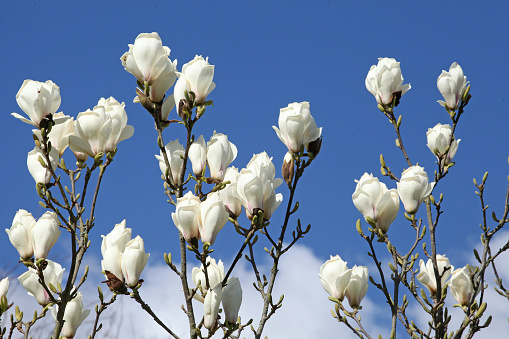 White saucer Magnolia x soulangeana 'White Giant' in flower.