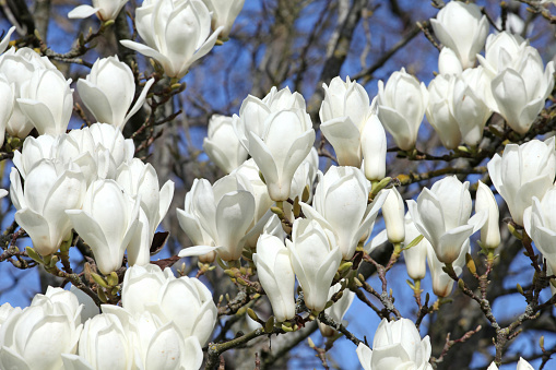 White Magnolia denudata 'Giubiasco' in flower
