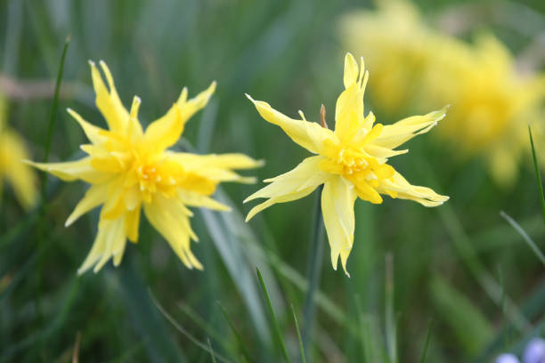 Yellow Narcissus 'Rip van Winkle' double daffodil in flower