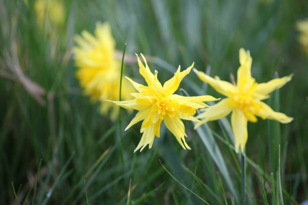 istock Yellow Narcissus 'Rip van Winkle' double daffodil in flower 1925060215