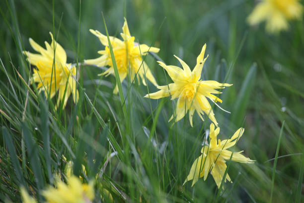 istock Yellow Narcissus 'Rip van Winkle' double daffodil in flower 1925060310