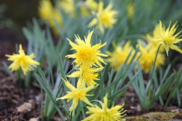 istock Yellow Narcissus 'Rip van Winkle' double daffodil in flower 1925060450