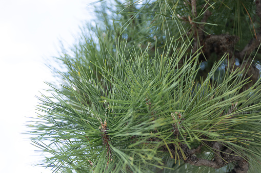 Close-up of a Japanese black pine tree