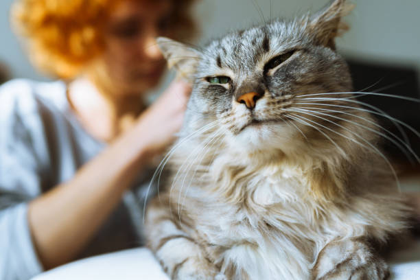 istock domestic cat grooming 1925065150